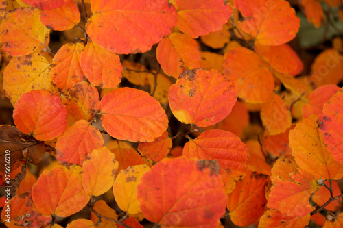 autumn leaves background