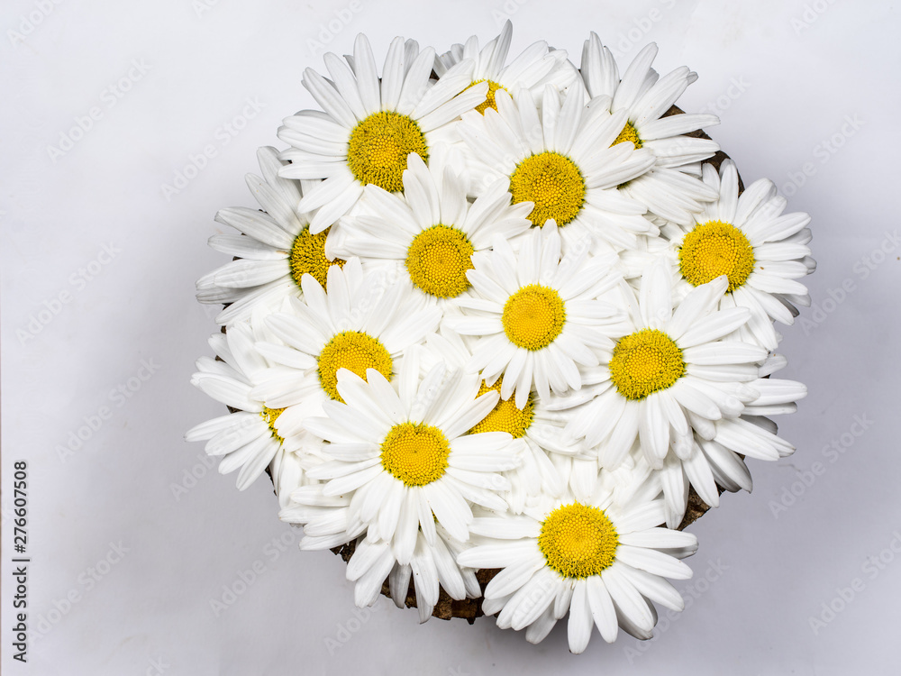 Obraz premium daisies on white background top view