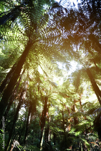 Canopy of jungle