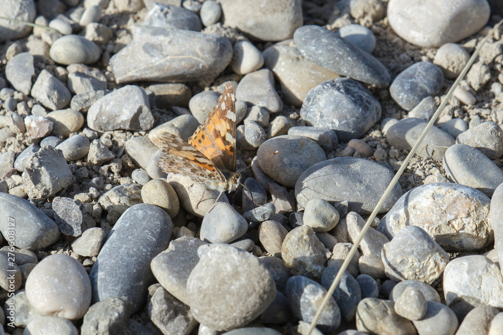 a painted lady sits on the ground between sand and pebbles a painted lady sits on the ground between sand and pebbles