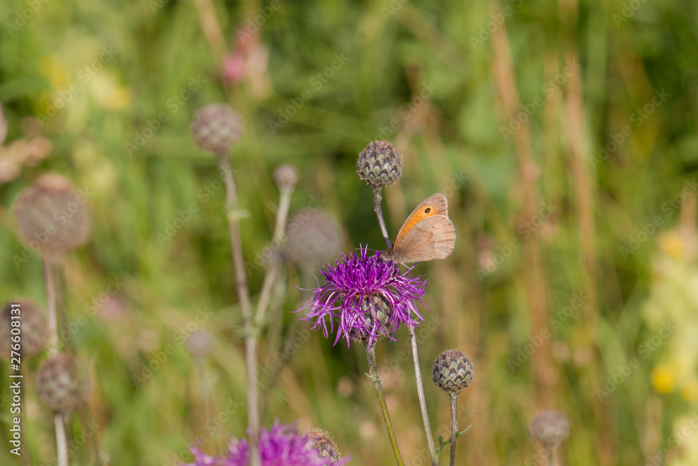 Maniola jurtina on the blossom of a thistle plant
