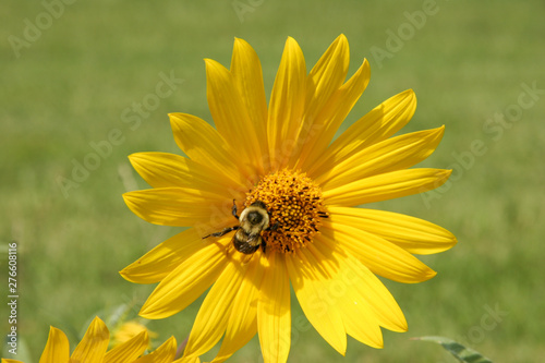 sunflower bumblebee