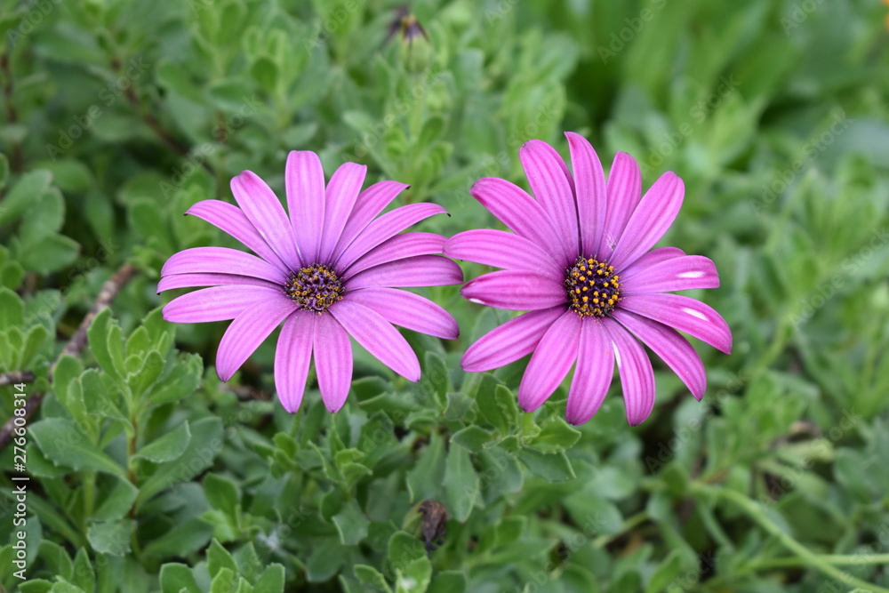 pink flowers in the garden