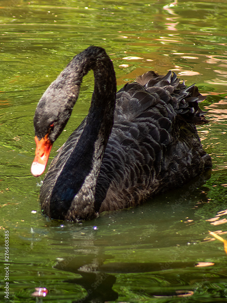 Fototapeta premium łabedź czarny