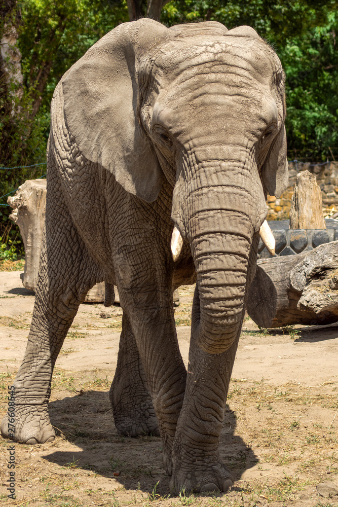 słoń afrykański - obrazy, fototapety, plakaty 