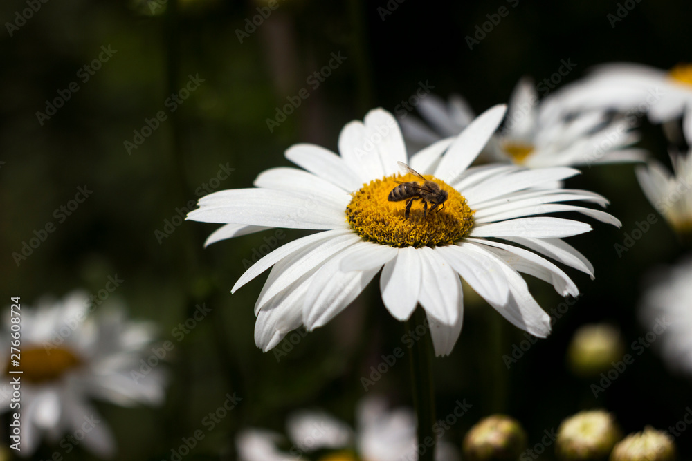 Many white large camomiles blossom in the garden in summer, background. The bee collects nectar (pollen) on summer flowers with daisies. Many white large camomiles blossom in the garden in summer, background. The bee collects nectar (pollen) on summer flowers with daisies.