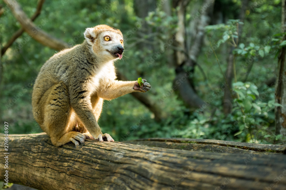 Obraz premium lémurien mange