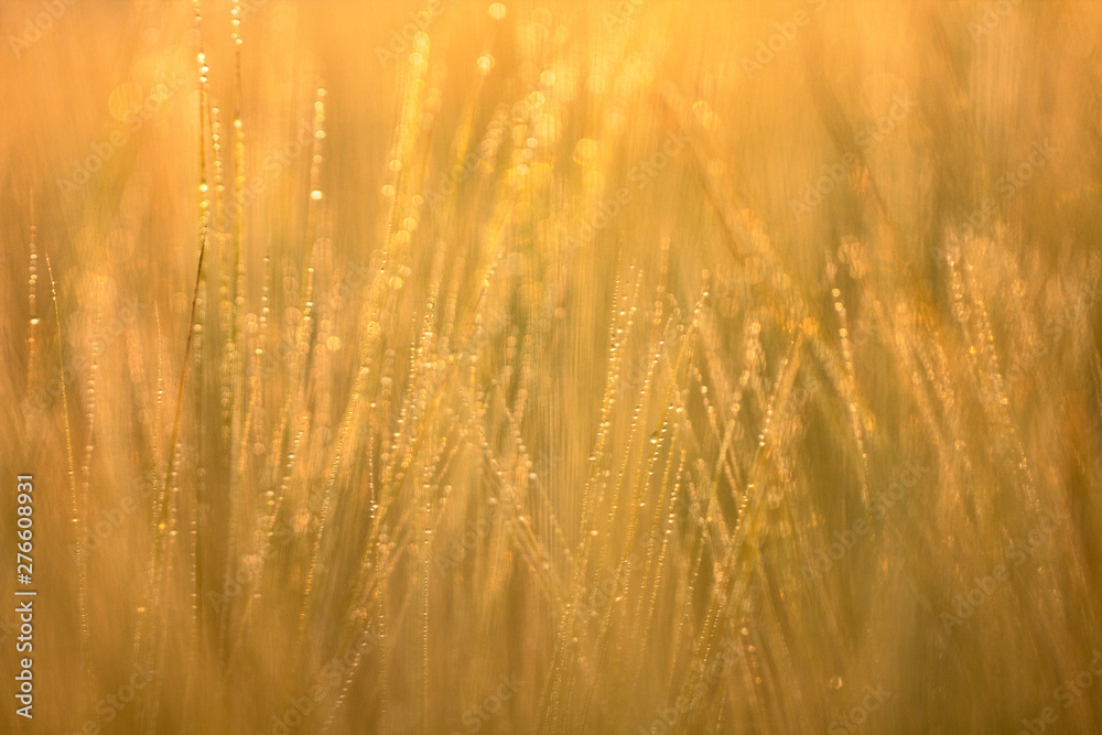 Wheat spikes, mustache, sprouts, macrophotography, abstract background Wheat spikes, mustache, sprouts, macrophotography, abstract background