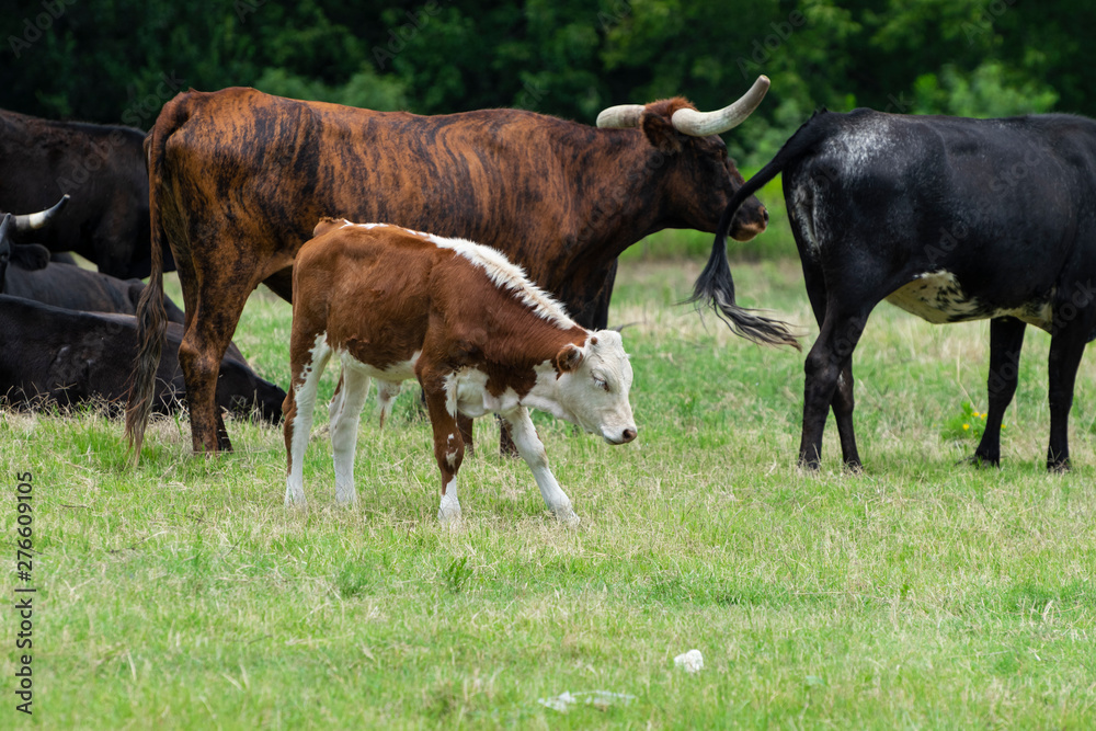 Brown and white calf standing near cattle herd Brown and white calf standing near cattle herd