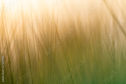 Wheat spikes, mustache, sprouts, macrophotography, abstract background