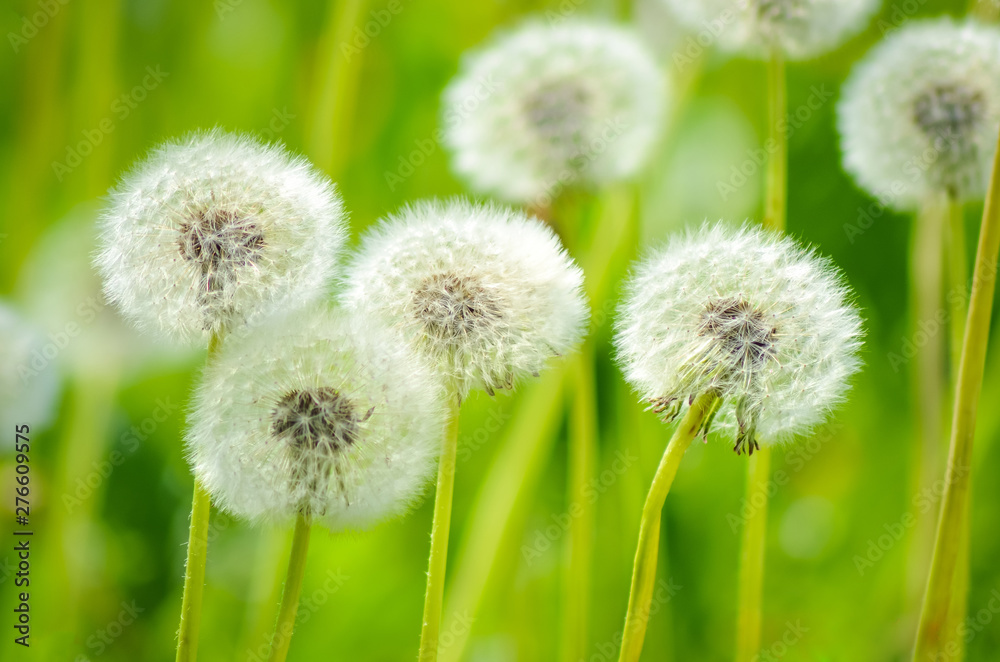 Fluffy dandelions in green grass summer