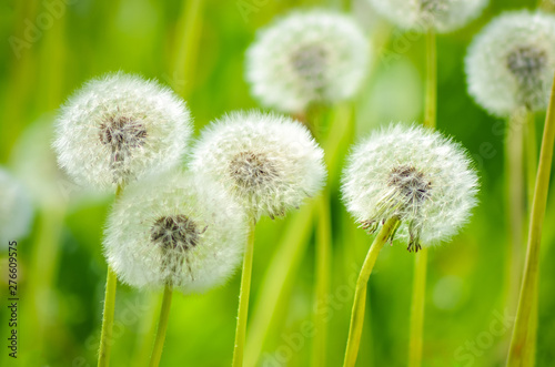Fluffy dandelions in green grass summer