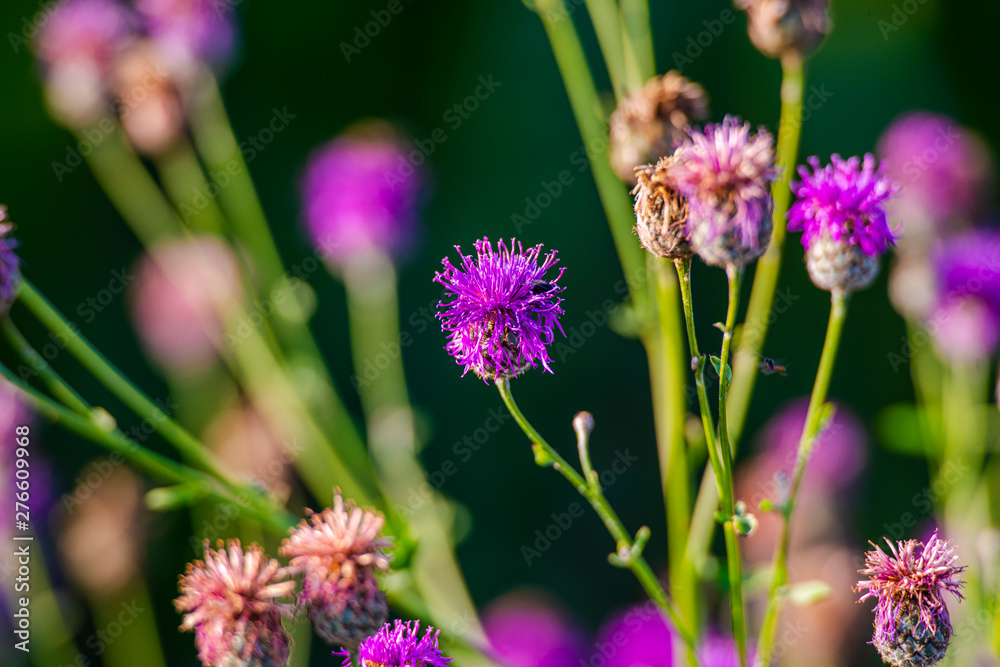 Fototapeta premium Wild flowers on the field