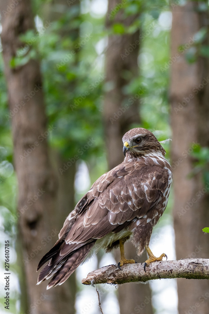 Common buzzard with prey Common buzzard with prey