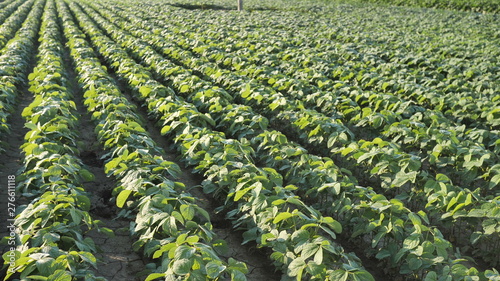 Fields of young Organic Natural Beans ready for Fertilizer and Pesticides camera movement