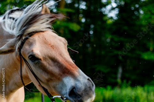 Quadro su tela Norwegian fjord horse shakes his headon a lush green field in spring