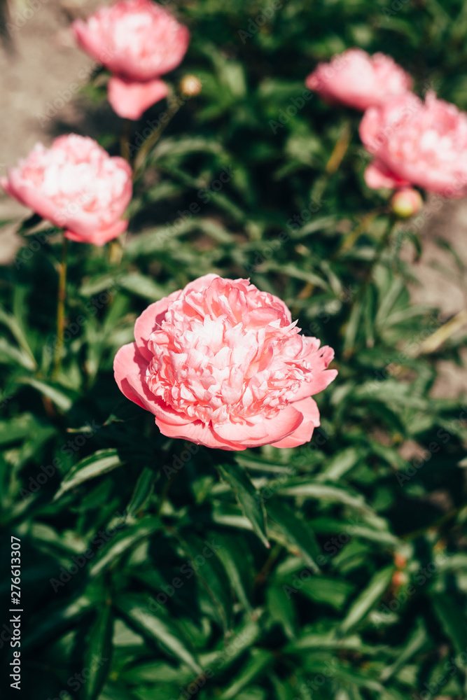 Beautiful pale pink peony flowers close up growing in the garden. Faded colors. Beautiful pale pink peony flowers close up growing in the garden. Faded colors.