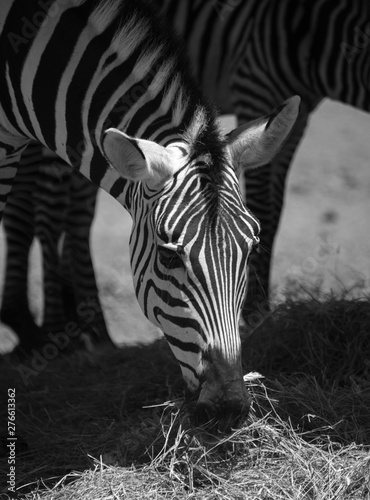 close up of a zebra eating grass photo