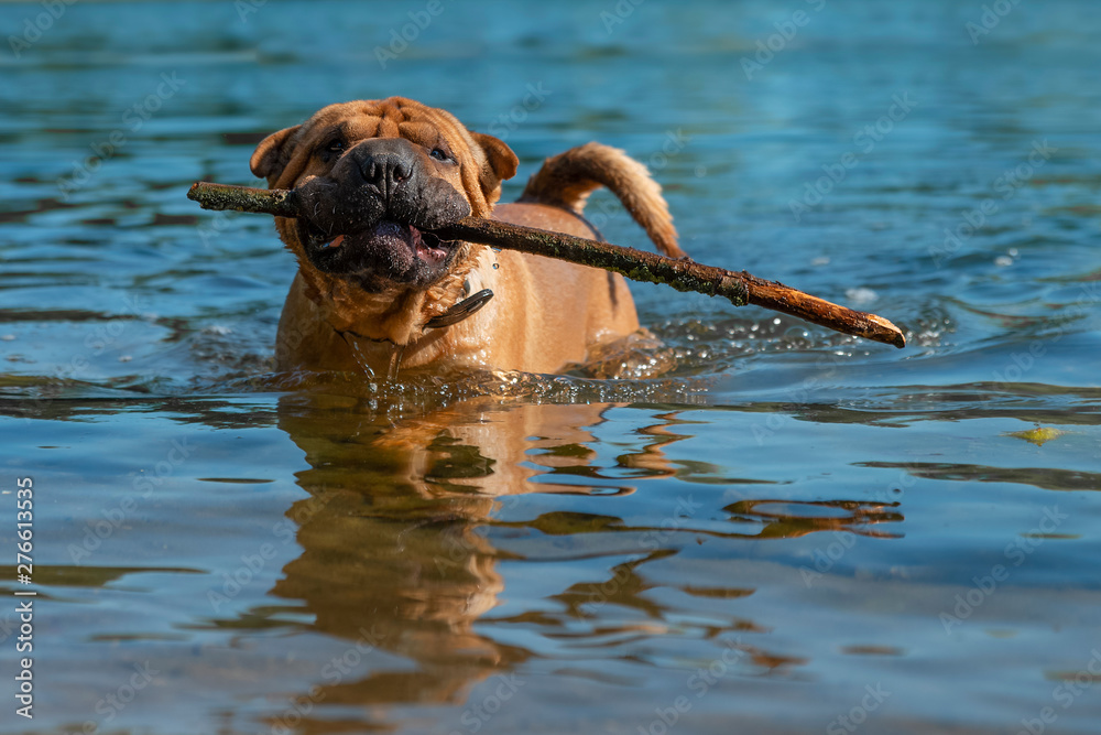 Shar Pei dog out of the water with a stick in his teeth.