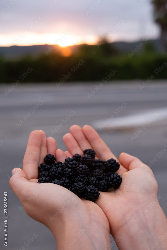 Feminine hands holding blackberries closeup with sunset on background Feminine hands holding blackberries closeup with sunset on background