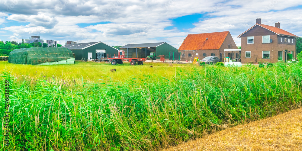 Farm in Dutch meadow landscape