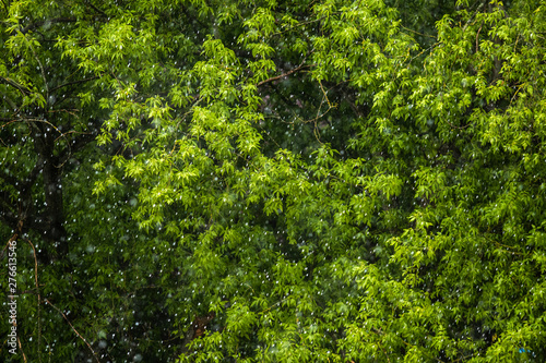 Falling rain on the background of trees