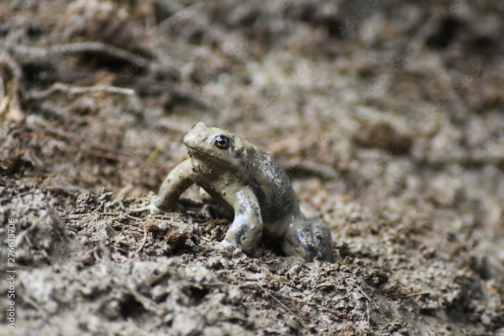 Fototapeta premium frog
