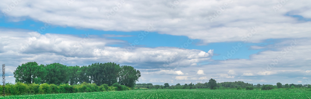 Typical Dutch meadow in polder