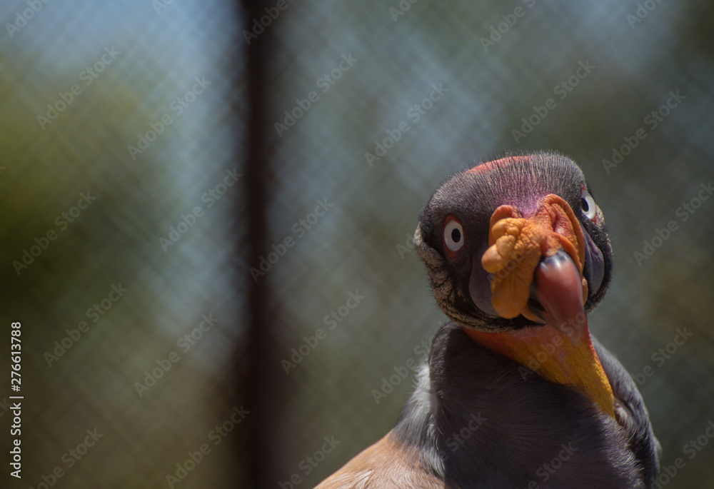 king vulture looking straight at the camera
