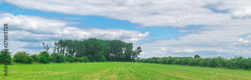 Typical Dutch meadow in polder