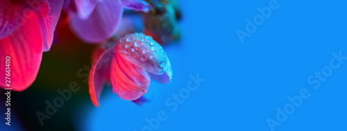 delicate pink Orchid with dew drops close-up on light blue background