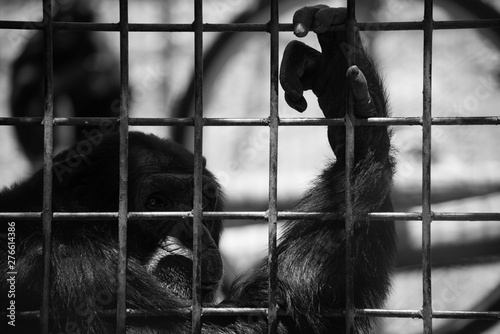 sad chimpanzee behind the gate at the zoo photo