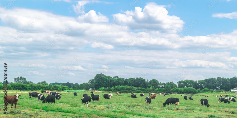 Cows standing in polder landscape