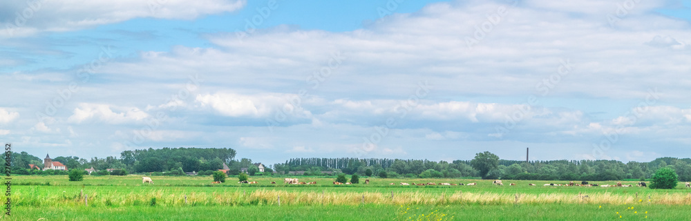 Cows standing in polder landscape