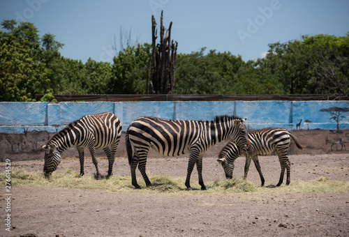 Three zebras standing sideways eating grass in a zoo