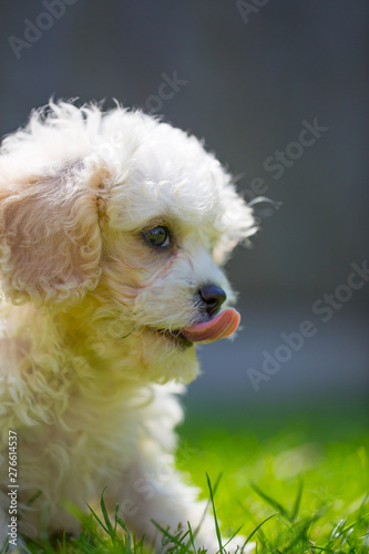 Cavachon puppy photo