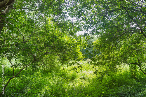 Green vegetation background