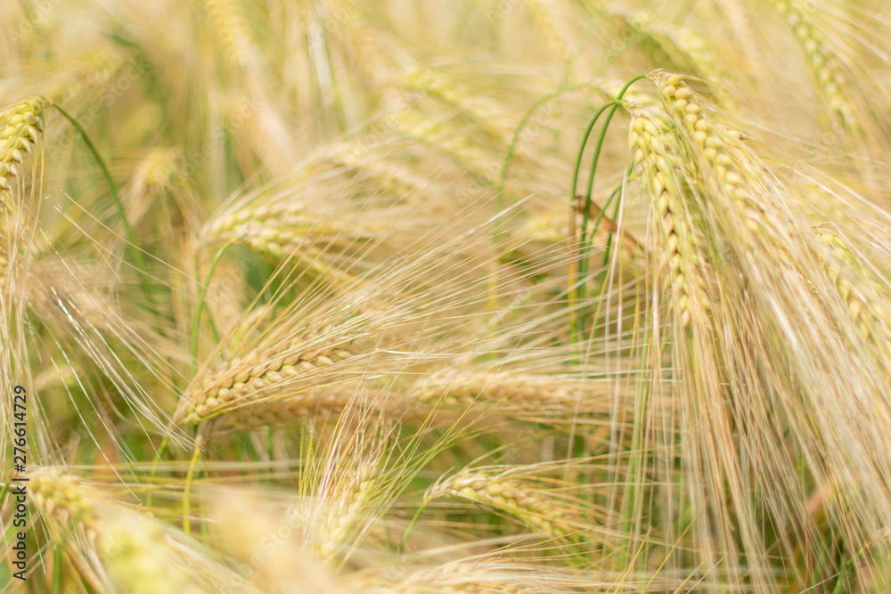 ears of wheat in field ears of wheat in field