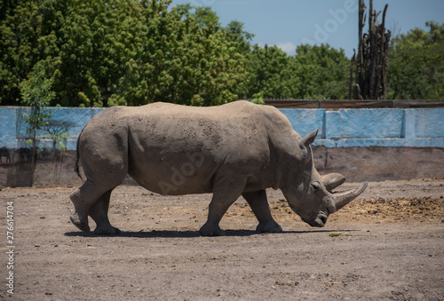 Big rhino walking  with green plants and blue sky at the back. Zoo concept