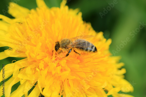 Honigbiene bei der Nektarsuche photo