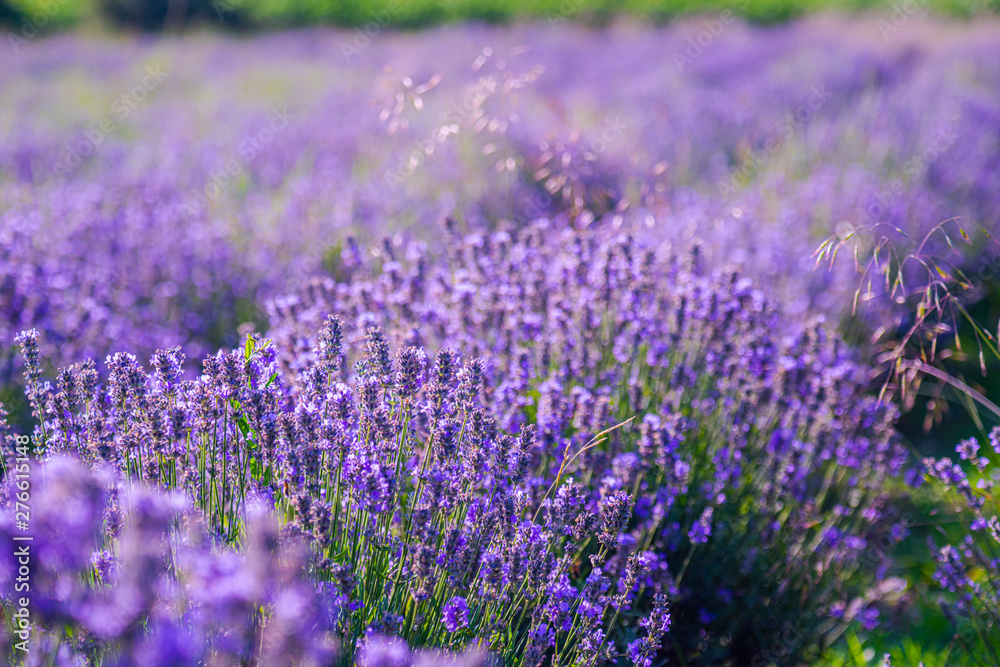 Fototapeta premium Lavander field in the summer