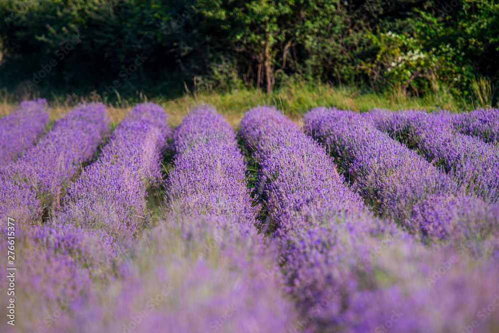 Obraz premium Lavander field in the summer