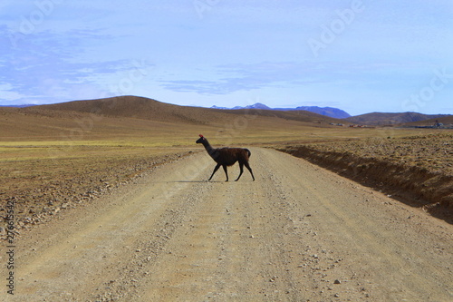 Lama sur la route © Emilie