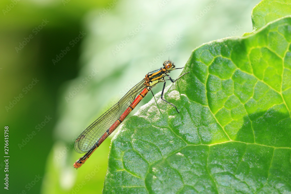 Fototapeta premium Frühe Adonislibelle