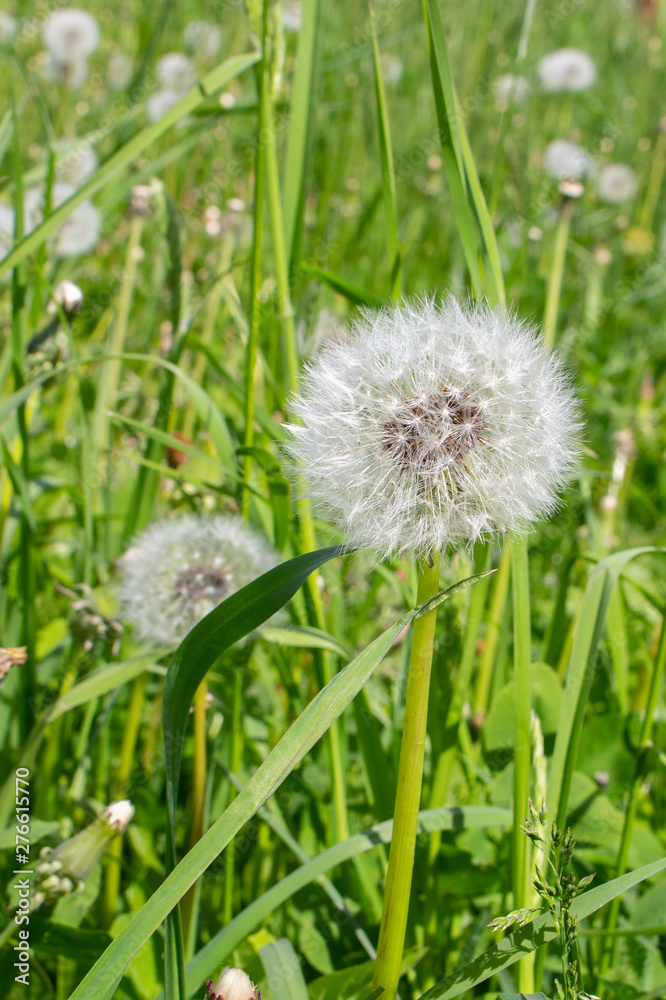 Fluffy dandelion head, ripe seeds on a long stem on the nature of green grass. The ripened dandelion flower is a white airy light beautiful among leaves and foliage Fluffy dandelion head, ripe seeds on a long stem on the nature of green grass. The ripened dandelion flower is a white airy light beautiful among leaves and foliage