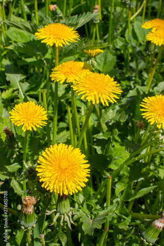 Yellow dandelion flowers  a group of several flowers in nature. Yellow dandelion heads on background of green foliage grass in meadow. vertical photo