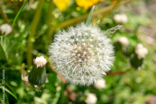 Closeup of dandelions with plenty of seeds  standing in a meadow of lush green grass  on a beautiful and sunny spring day