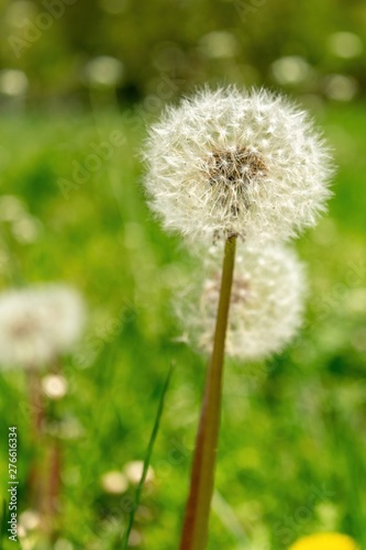 Closeup of dandelions with plenty of seeds  standing in a meadow of lush green grass  on a beautiful and sunny spring day