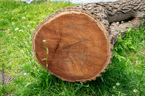 Cross-section of a cut-down tree, lying in a meadow of green grass, showing year rings