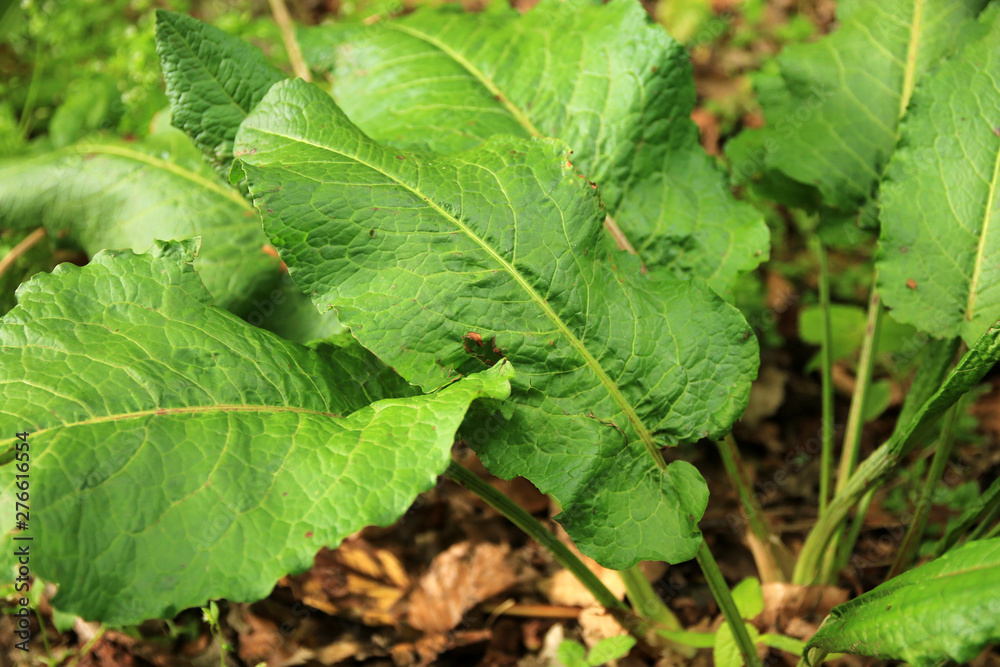 Stumpfblättriger Ampfer